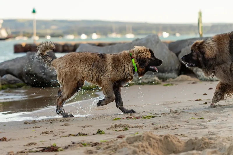 Leonberger Meet Up (6 of 47)