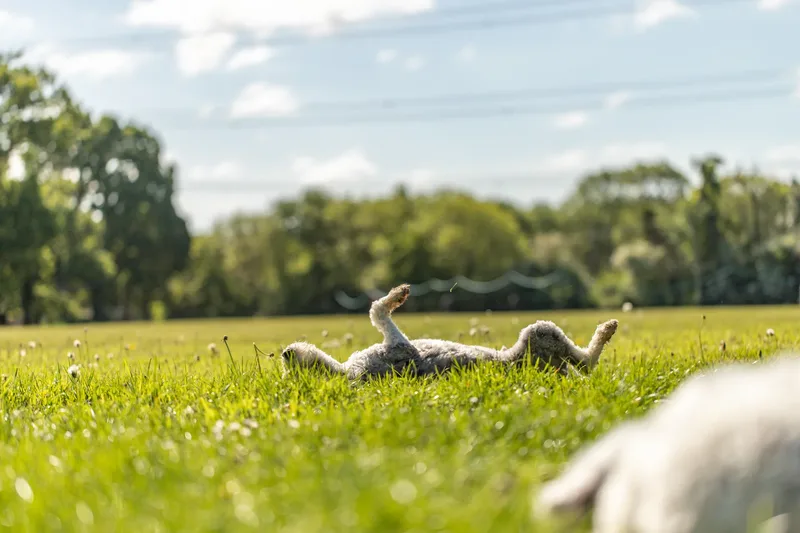 Dougie & Barney – The Bordoodle Cousins (3 of 22)