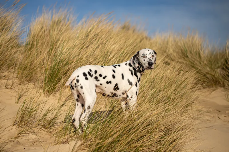 Perdy and Pongo (21 of 28)
