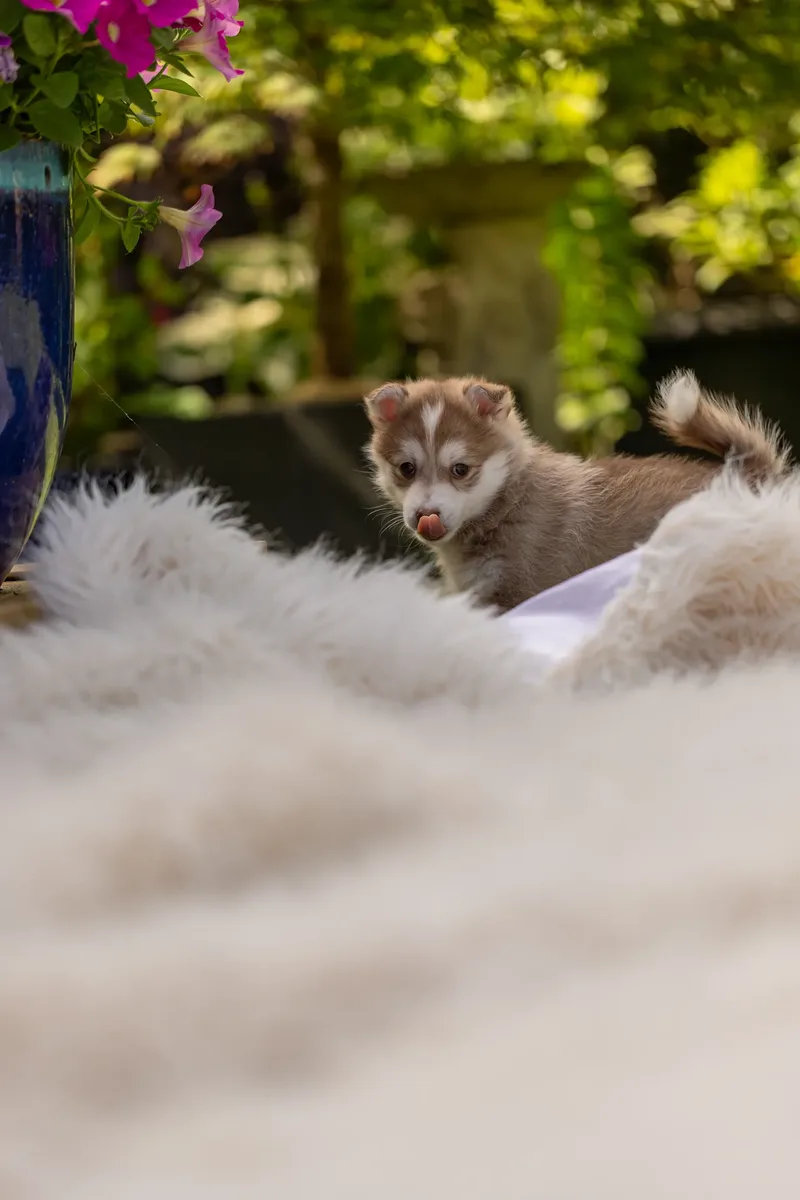 South Coast Pomsky’s (27 of 29)