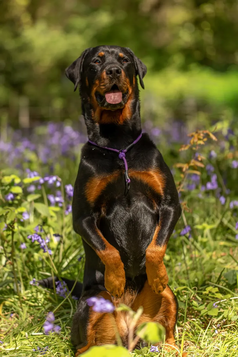 Karma the rottweiler in bluebells (27 of 30)