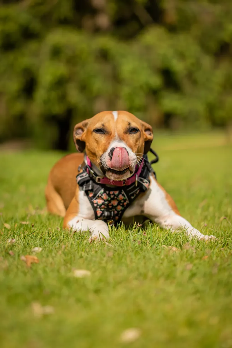 The Dorset Dog Trainer (41 of 42)