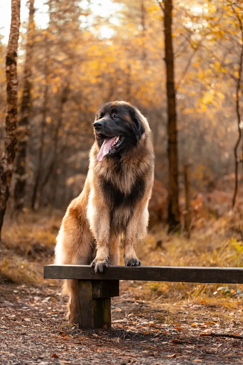 Koda the Bear (Leonberger) (15 of 24)