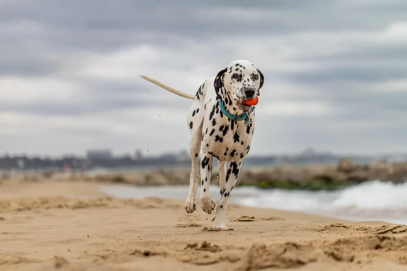 Domino the Dalmation (21 of 24)