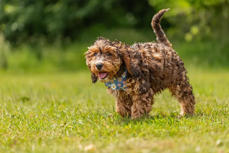 Luna the Cockapoo (12 of 24)