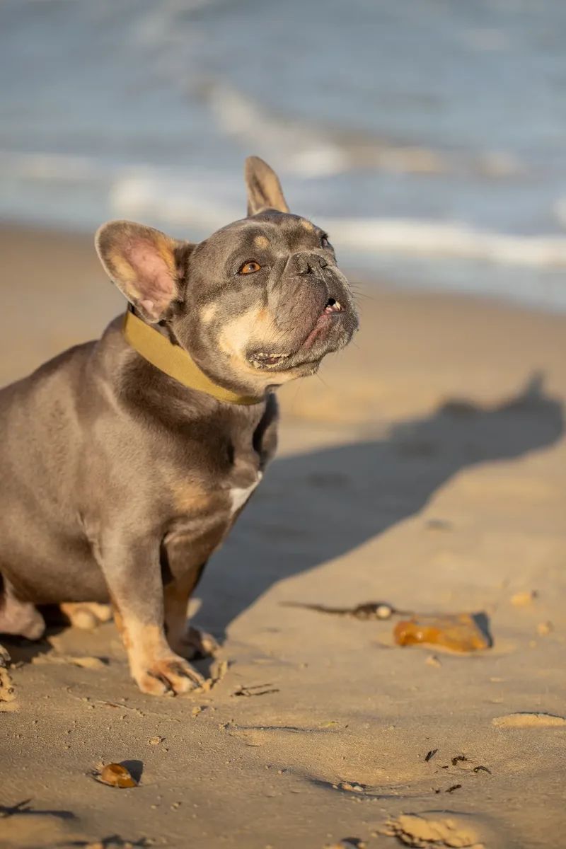 Blue the Frenchie (14 of 32)