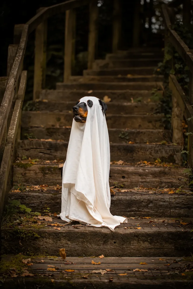 Karma the Rottie’s Halloween Shoot in Corfe Mullen (11 of 24)