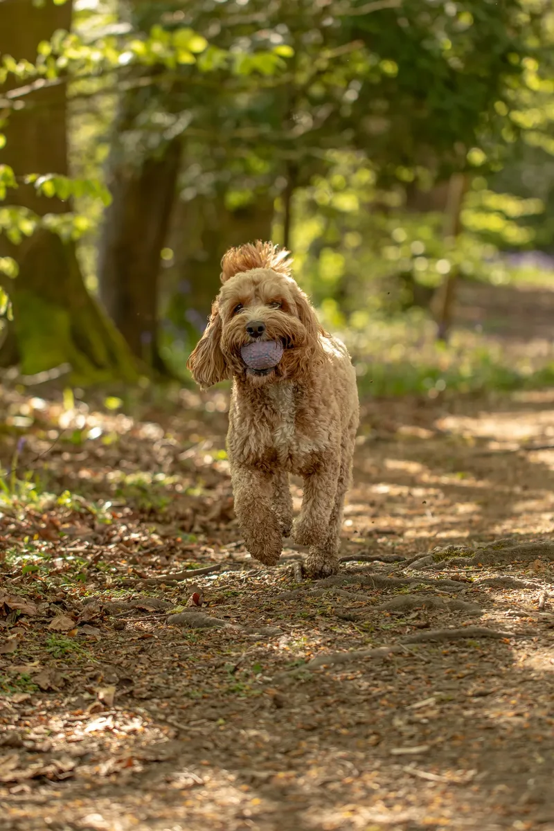 Teddy the cockapoo in the bluebells (16 of 21)
