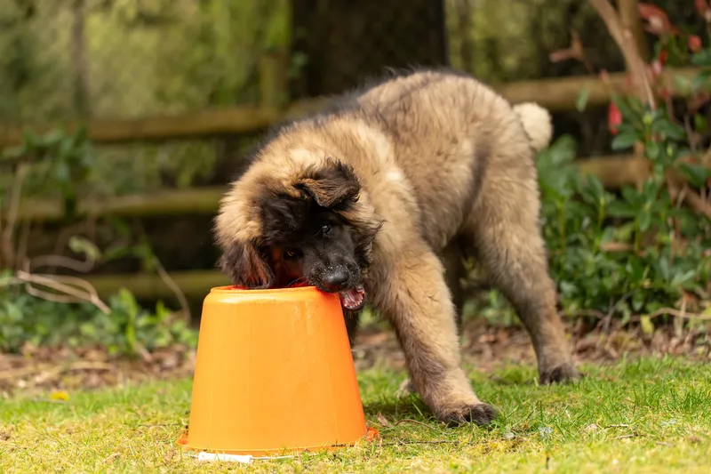 Alfie the Leonberger Puppy (25 of 41)