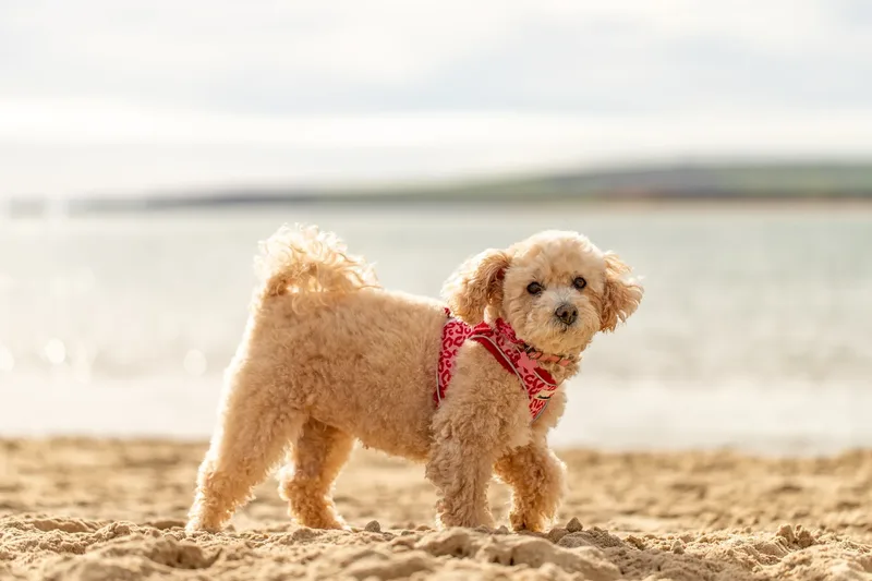 Lola the Poochon (2 of 28)