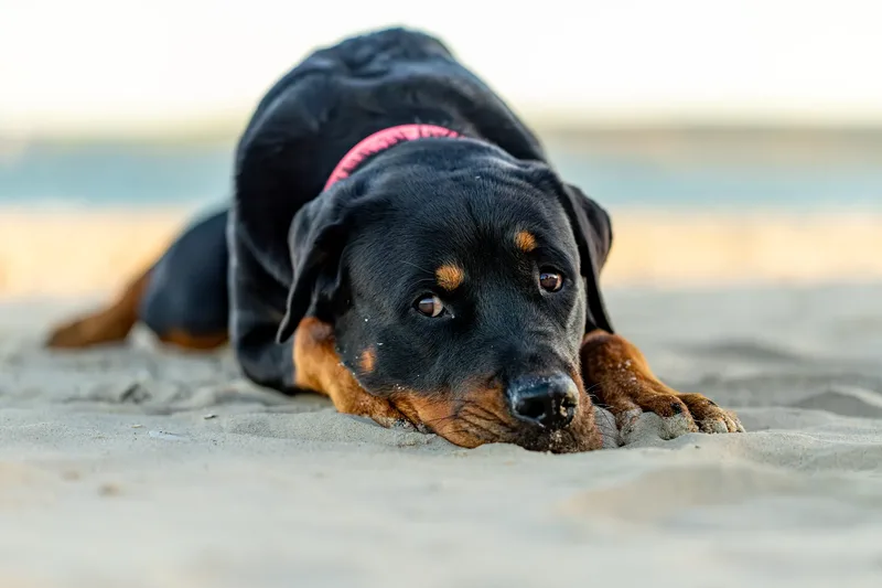 Karma the Rottie (5 of 24)