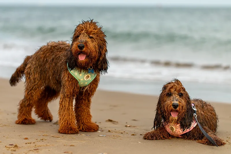 Luna & Oakley at Sandbanks (8 of 24)