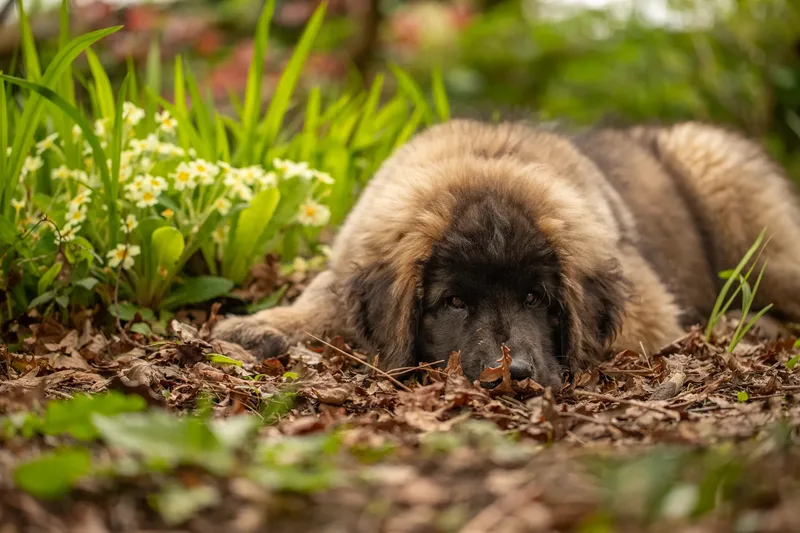 Alfie the Leonberger Puppy (3 of 41)