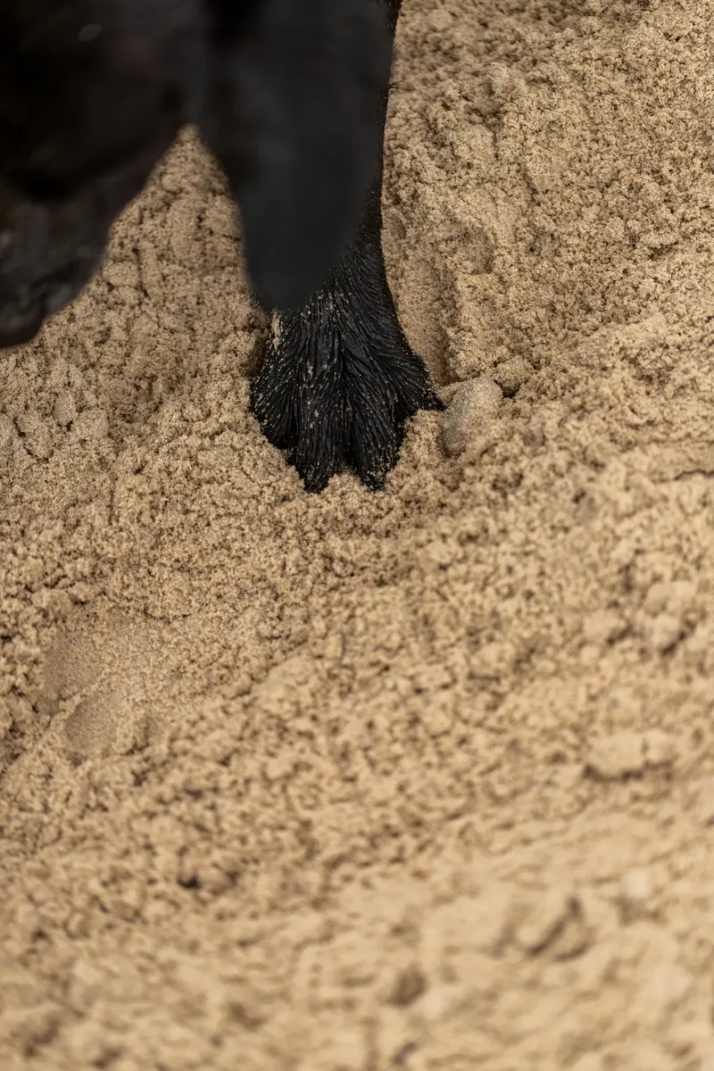 Stan the black lab (31 of 38)