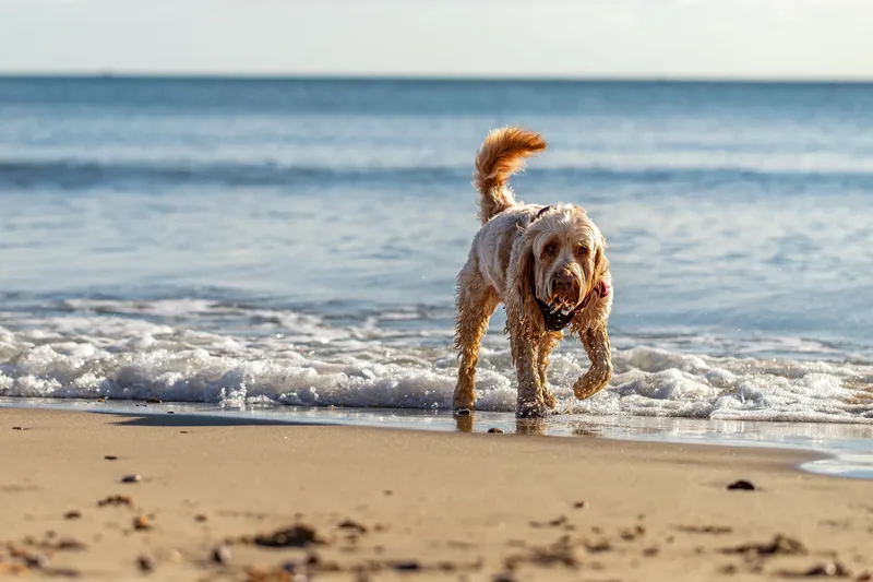 Toby Xmas beach shoot! (24 of 24)