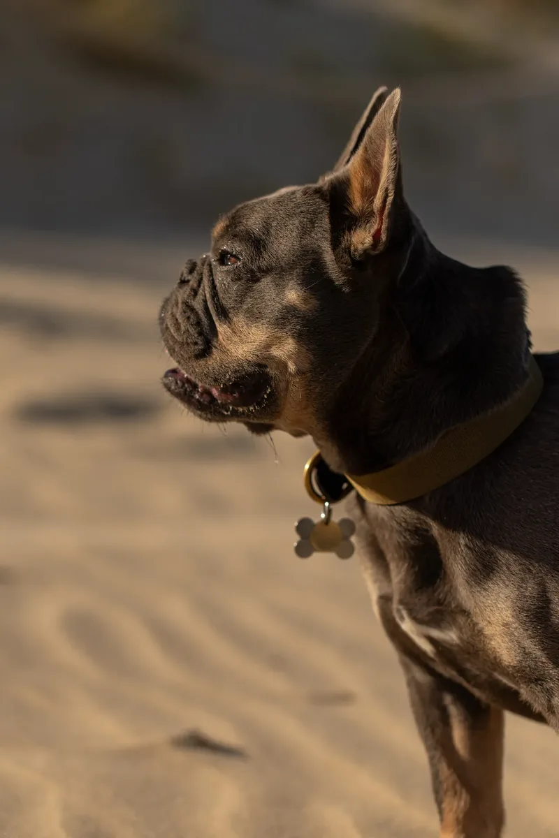 Blue the Frenchie (28 of 32)