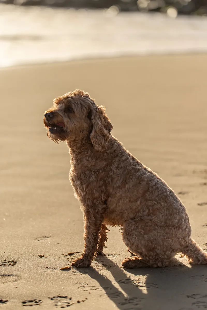 Red the Cavapoo (23 of 42)