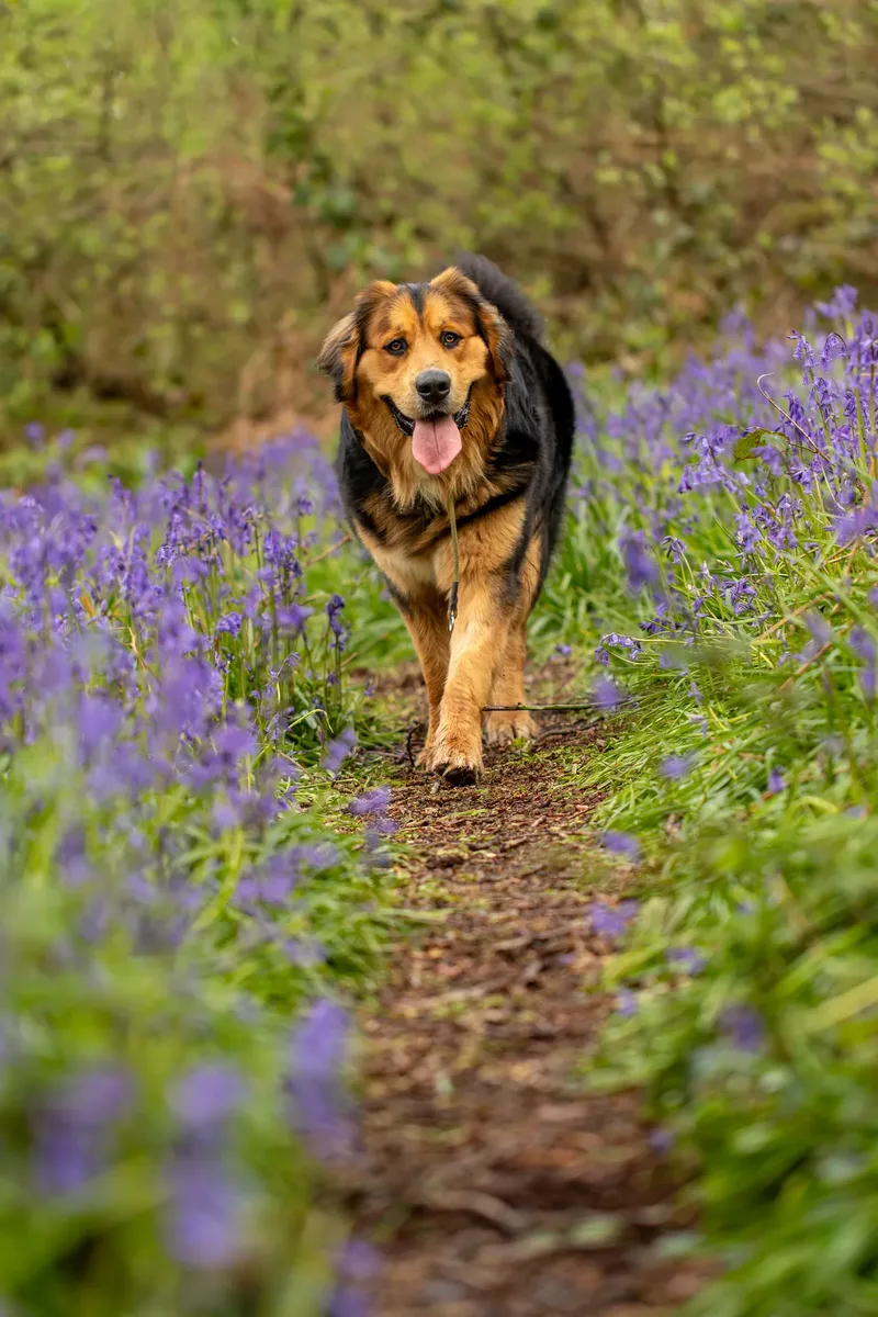 Finn the golden mountain dog (7 of 13)