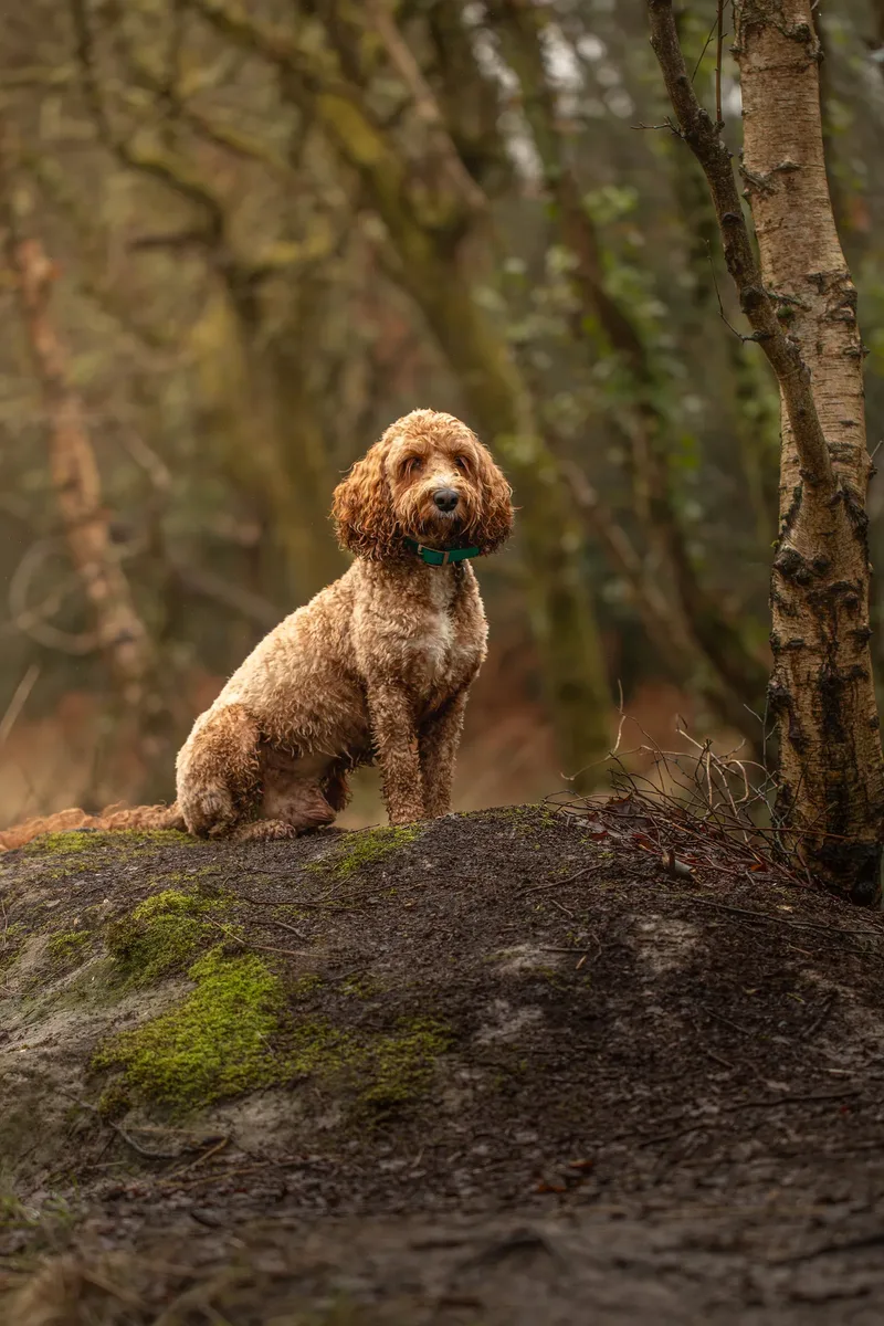 Teddy the Cockapoo (10 of 39)