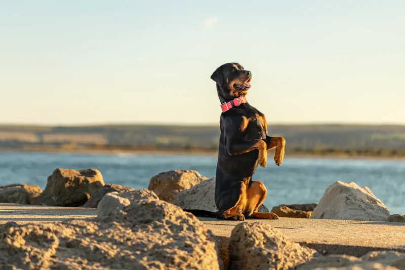 Karma the Rottie