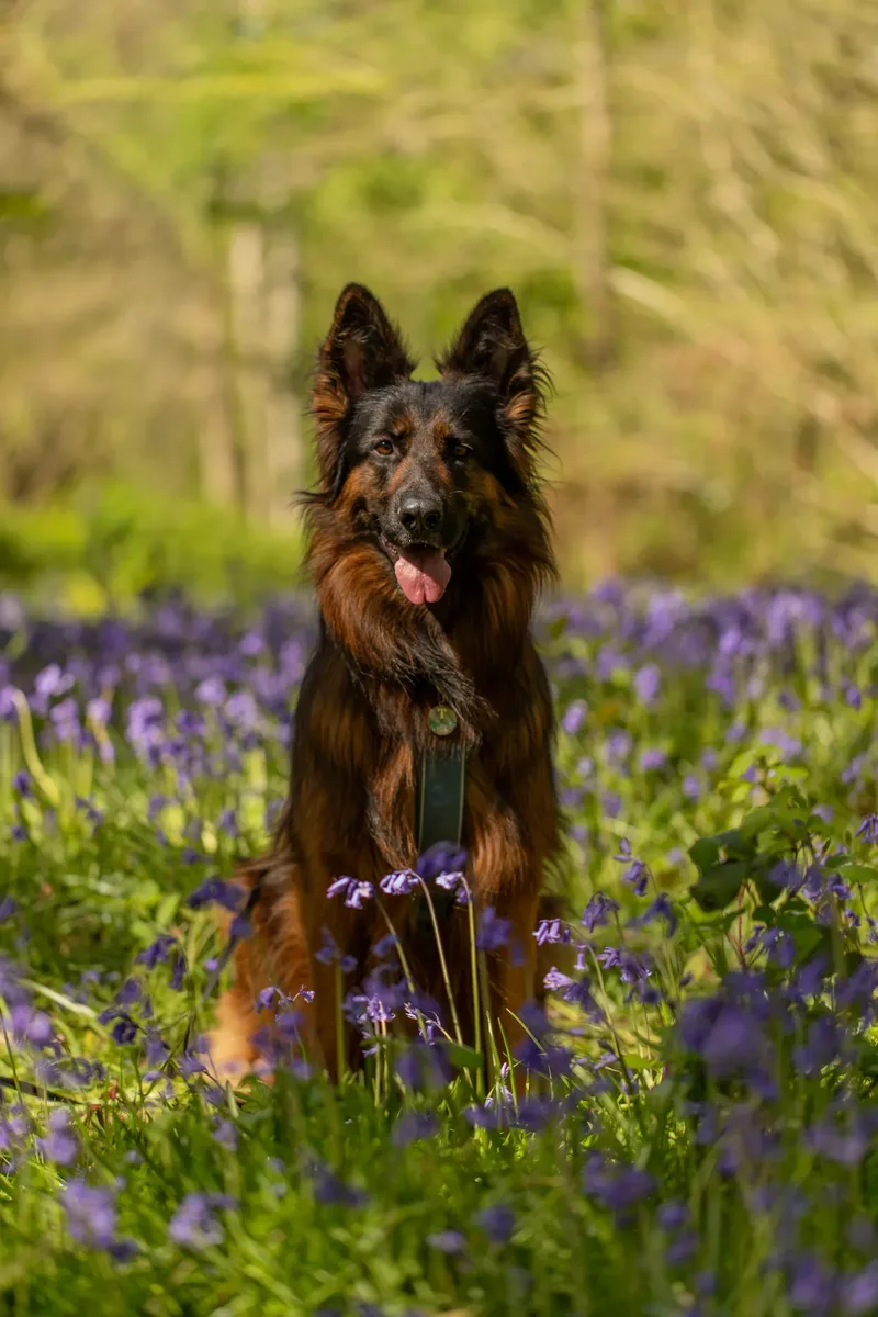 Tora the german shepherd (13 of 28)