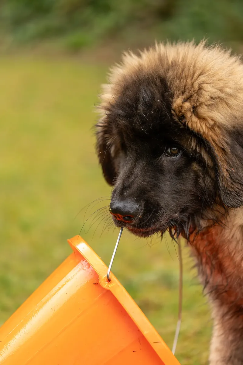 Alfie the Leonberger Puppy (26 of 41)