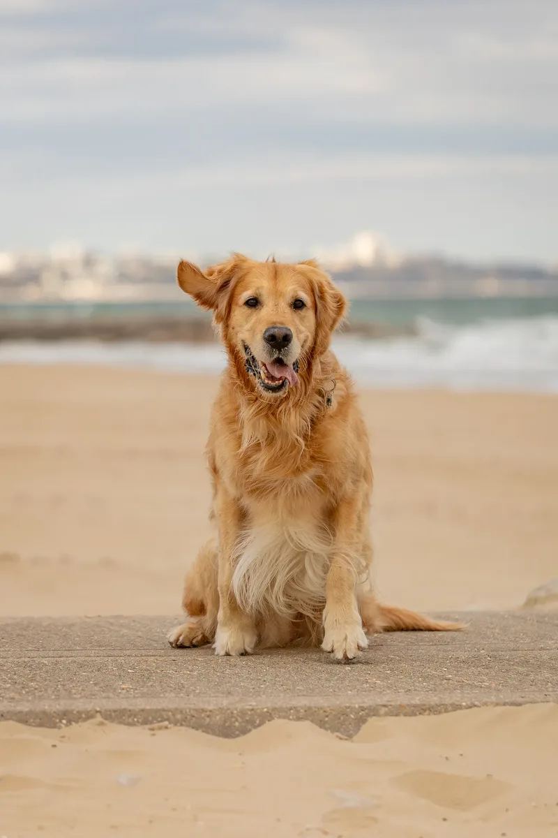 Murphy the golden retriever (39 of 41)