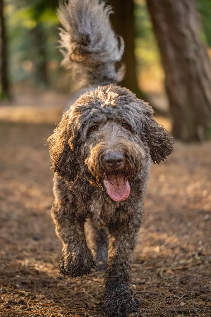 Barnaby the labradoodle (1 of 8)