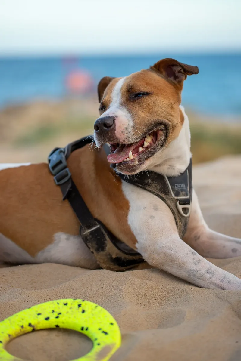 Dickie the Staffy (19 of 43)