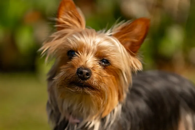 Willow – the mini yorkie (20 of 24)
