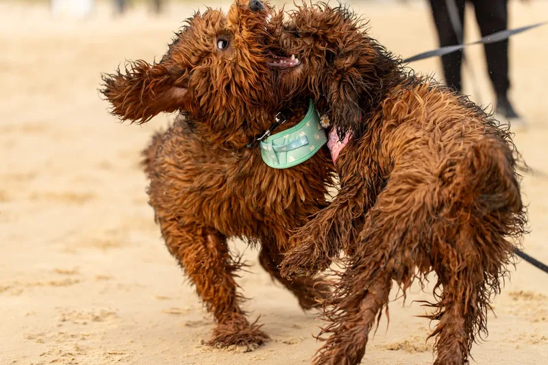 Luna & Oakley at Sandbanks (17 of 24)
