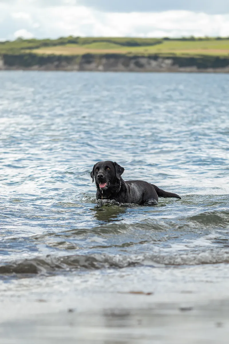 Stan the black lab (24 of 38)