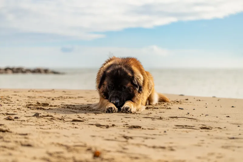 Koda the Leonberger (13 of 18)