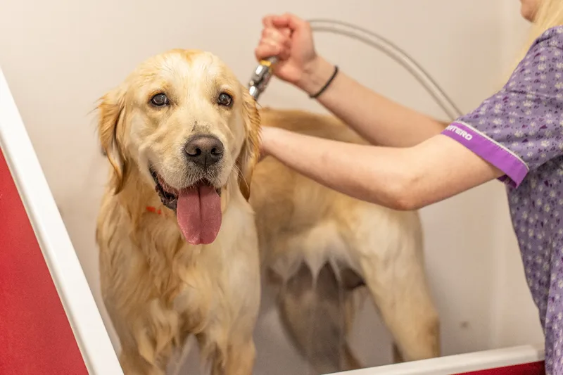 Doggie Styles Dog Groomers (10 of 13)