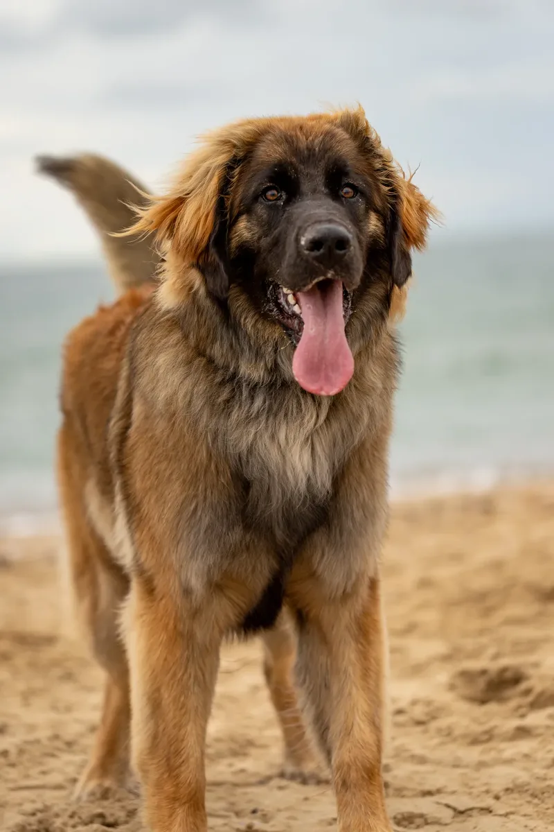 Spring Beach Mini Sessions (11 of 105)