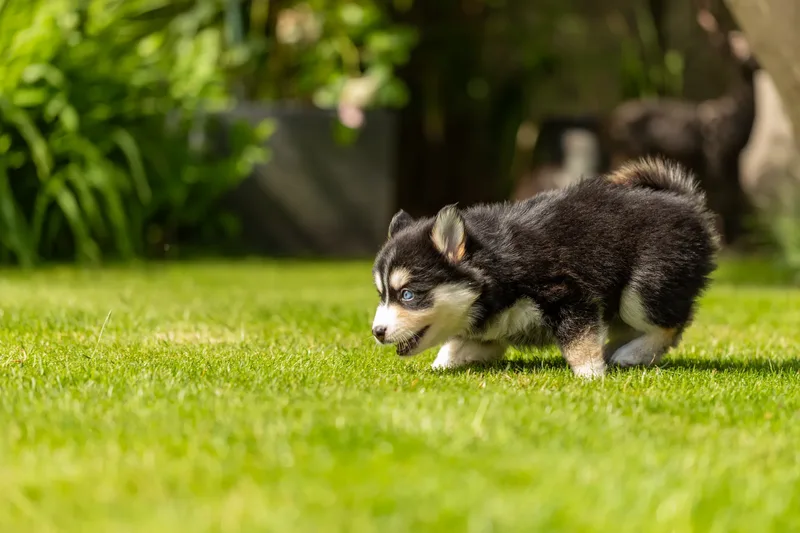 South Coast Pomsky’s (14 of 29)