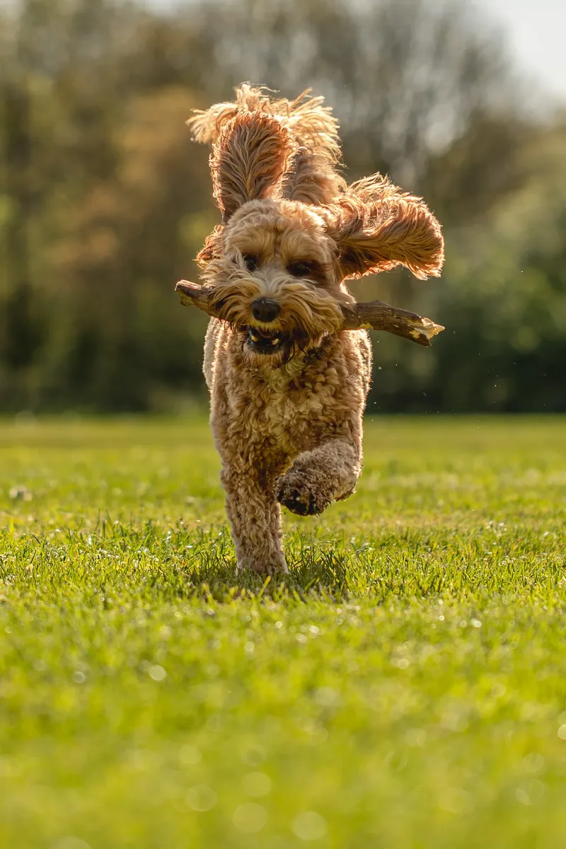 Teddy the cockapoo in the bluebells (4 of 21)