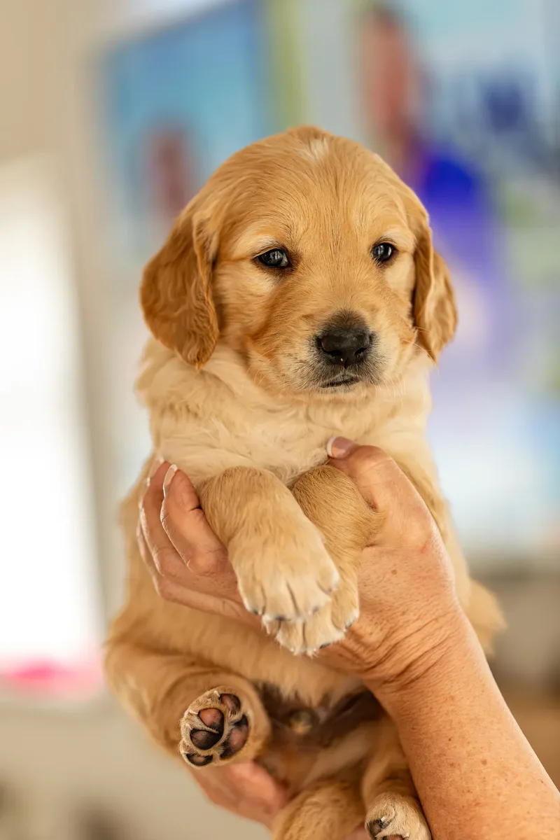 Golden Retriever Puppies (1 of 60)