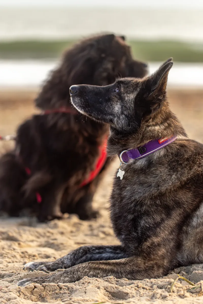 Baloo and Estia on the beach (16 of 22)