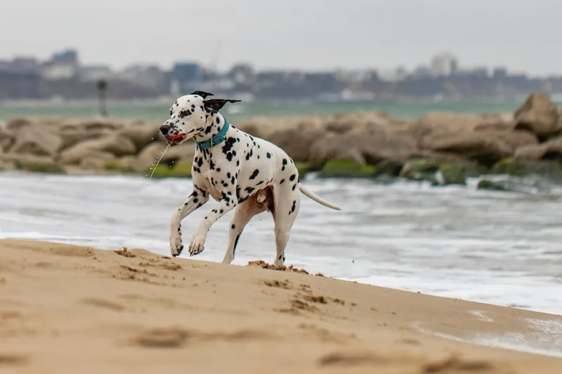 Domino the Dalmation (19 of 24)