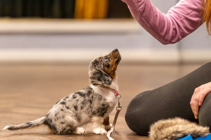 Kirsty’s Paws