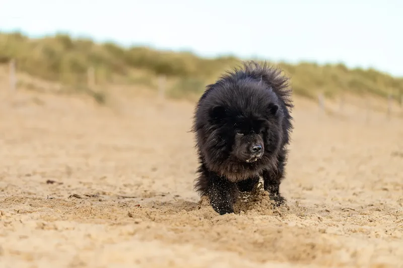Baloo and Estia on the beach (19 of 22)