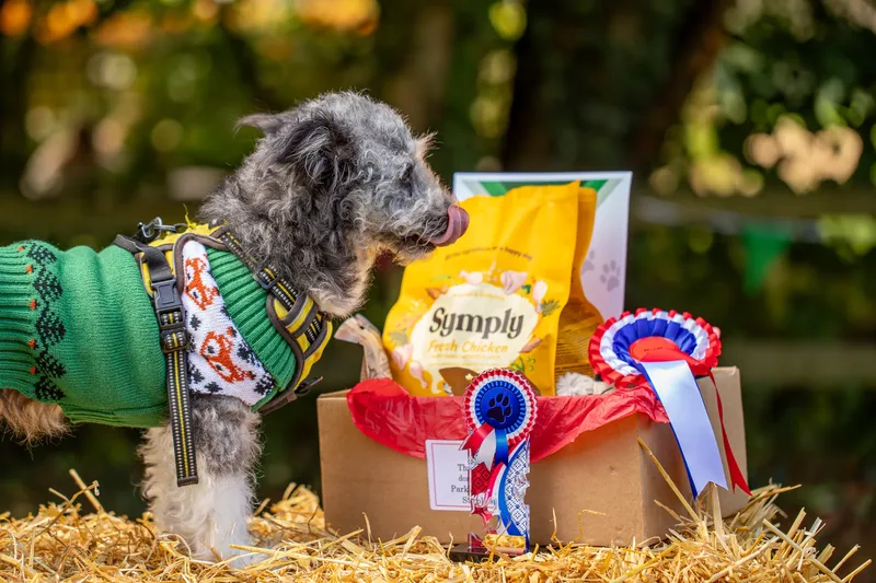 The Walled Garden Moreton – Dog show ceremony (18 of 24)
