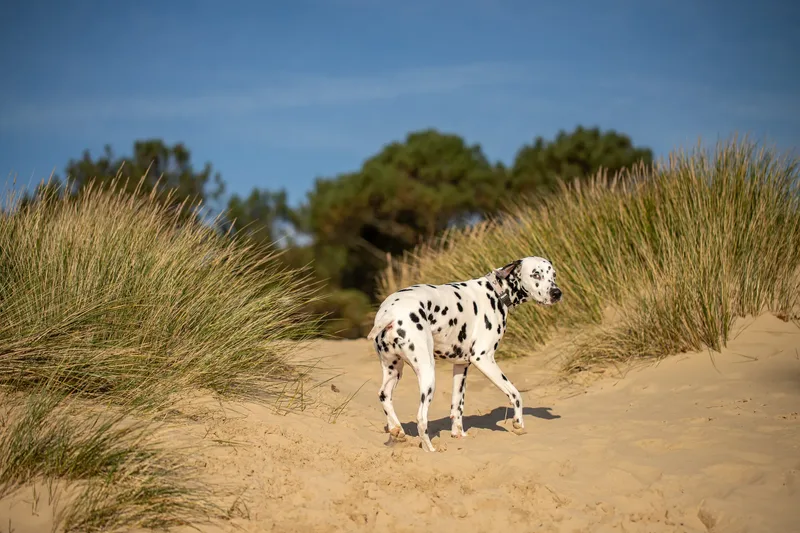 Perdy and Pongo (20 of 28)