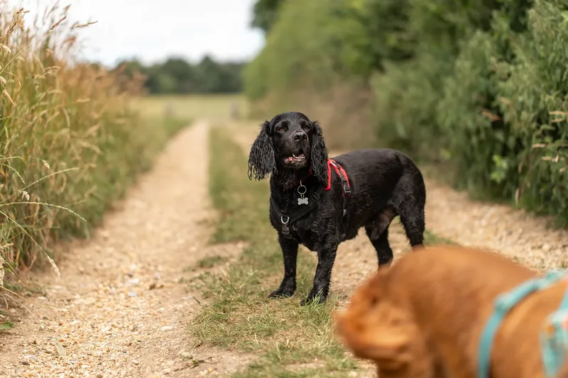 Ralph & Monty (9 of 24)