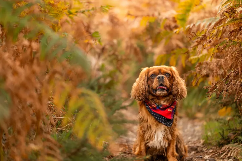 Rusty the Cav