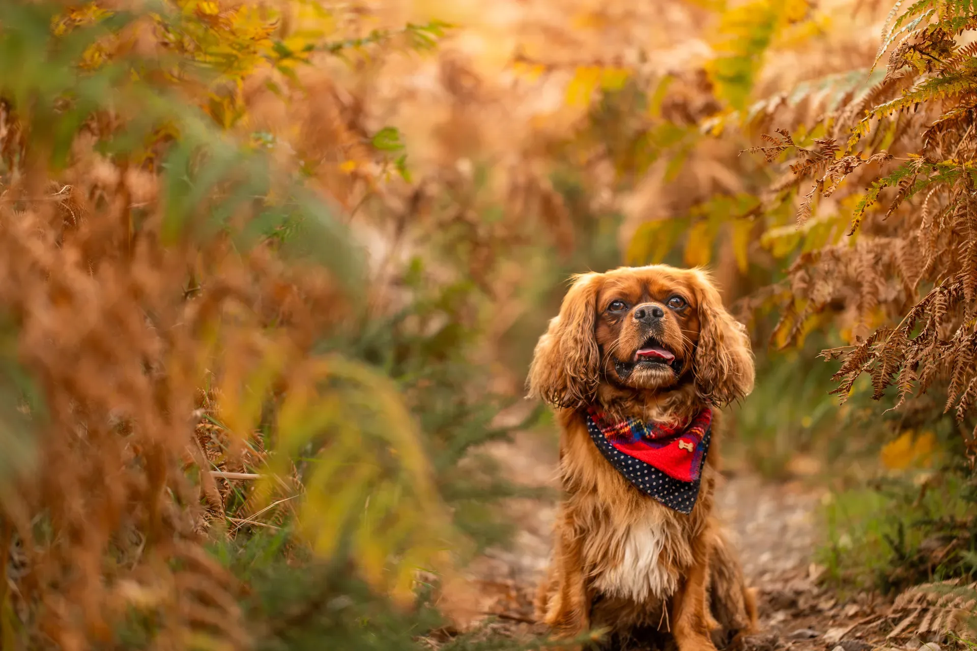 Rusty the Cav