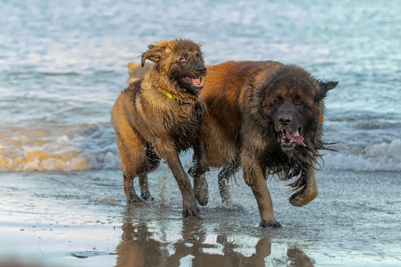 Leonberger Meet Up (23 of 47)