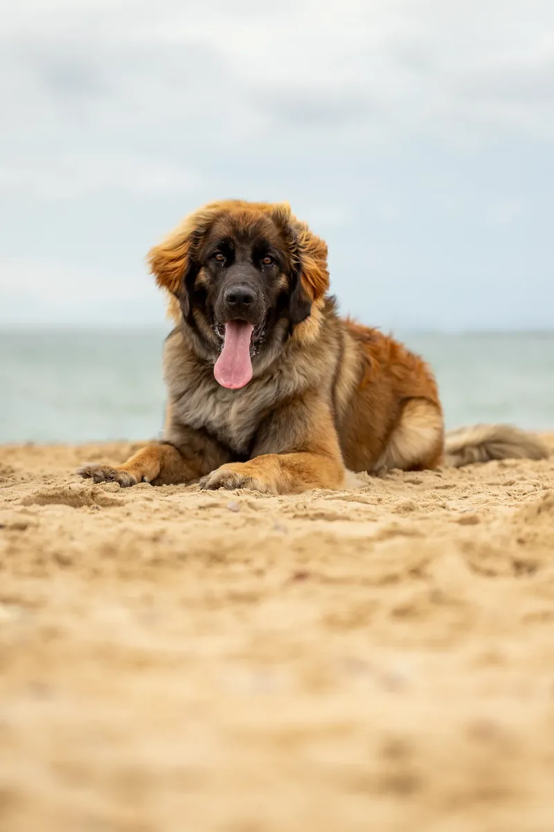 Spring Beach Mini Sessions (14 of 105)