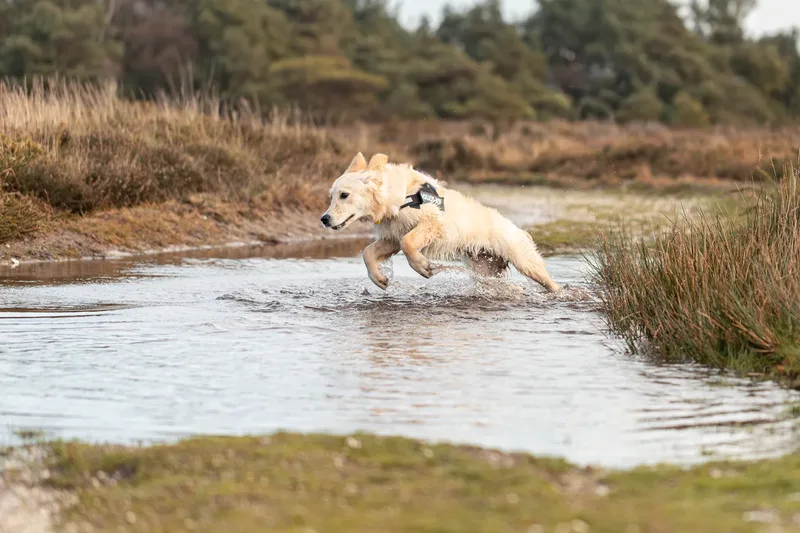 Ollie the golden (15 of 24)